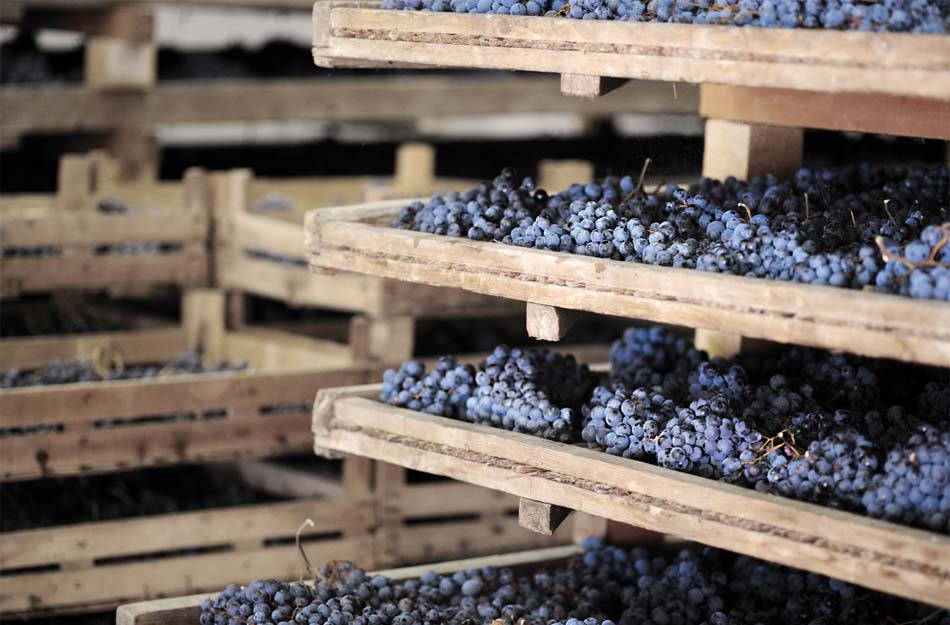druiven amarone Bulgarini druiven amarone Bulgarini