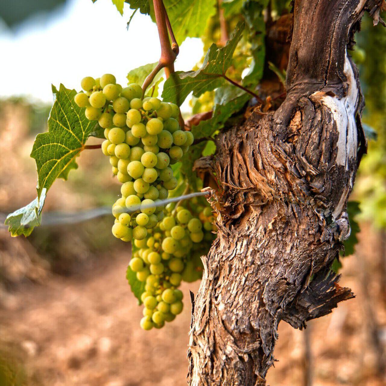 Weingut Rappenhof kistje met wijnflessen